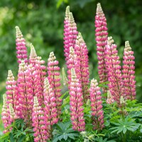 Lupínia mnoholistá - Lupinus polyphyllus ´Pink Gallery´-   Co11