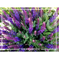 Salvia nemorosa ´Mainacht´ P14