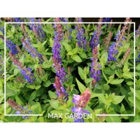 Salvia nemorosa ´Mainacht´ P14