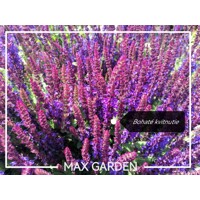 Salvia nemorosa ´Mainacht´ P14