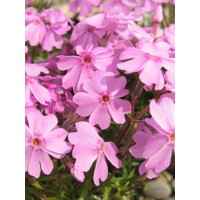 Flox šidlolistý - Phlox subulata 'Ronsdorfer Schöne´ K9