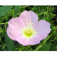 Pupalka - Oenothera speciosa 'Siskiyou Pink' P14