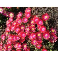 Delosperma ´Jewel of Desert´ - červená K9