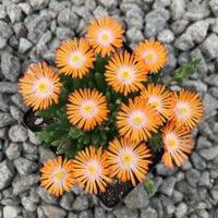 Delosperma ´Jewel of Desert´ - oranžová  K9