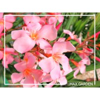 Oleander obyčajný  - Nerium oleander ´Tito Poggi´ Co18L 80/100