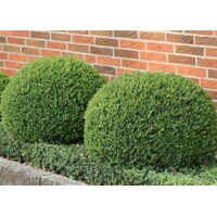 Krušpán vždyzelený - Buxus sempervirens´Globe´ d40