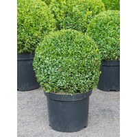 Krušpán vždyzelený - Buxus sempervirens´Globe´ d40