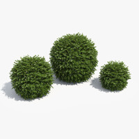 Krušpán vždyzelený - Buxus sempervirens´Globe´ d40