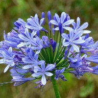 Agapanthus africanus ´Praecox´ P19