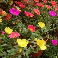 Portulaca umbraticola P10