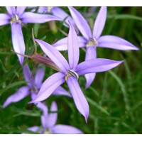 Isotoma axillaris ´Blue Star´ P12