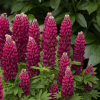Lupínia mnoholistá - Lupinus polyphyllus ´Gallery Red´ P19