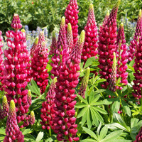 Lupínia mnoholistá - Lupinus polyphyllus ´Gallery Red´ P19