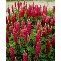 Lupínia mnoholistá - Lupinus polyphyllus ´Gallery Red´ P19