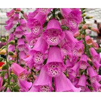 Náprstník purpurový - Digitalis purpurea ´Panther´ Co2L