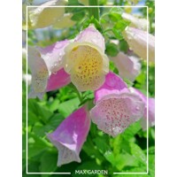 Náprstník purpurový - Digitalis purpurea ´Sweet Dreams´ Co2L