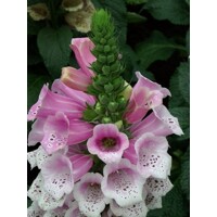 Náprstník purpurový - Digitalis purpurea ´Sweet Dreams´ Co2L