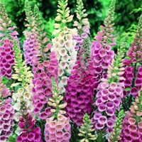 Náprstník purpurový - Digitalis purpurea ´Sweet Dreams´ Co2L
