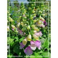 Náprstník purpurový - Digitalis purpurea ´Sweet Dreams´ Co2L