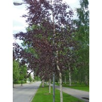 Breza previsnutá - Betula pendula ´Royal Frost´ Co15L  200/250 06-08