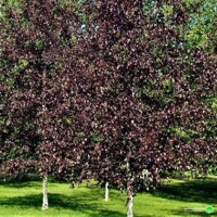 Breza previsnutá - Betula pendula ´Royal Frost´ Co15L  200/250 06-08