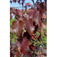 Breza previsnutá - Betula pendula ´Royal Frost´ Co15L  200/250 06-08