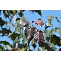 Breza previsnutá - Betula pendula ´Royal Frost´ Co15L  200/250 06-08