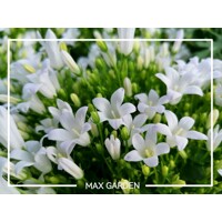 Campanula starina ´White Spring Bell´ P12