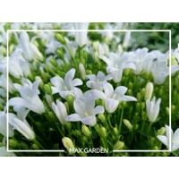 Campanula starina ´White Spring Bell´ P12