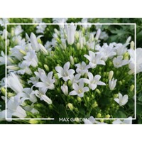 Campanula starina ´White Spring Bell´ P12
