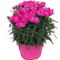 Dianthus caryophyllus ´Peman´ P12