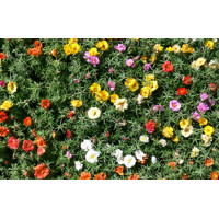 Portulaca grandiflora - Portulaca veľkokvetá  P12