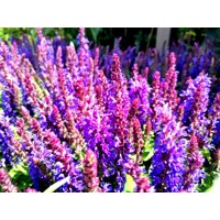 Salvia nemorosa ´Deep blue´ P15