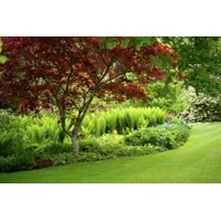Javor dlaňolistý Bloodgood - Acer palmatum 'BLOODGOOD' Co18L