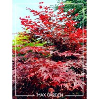 Javor dlaňolistý Bloodgood - Acer palmatum 'BLOODGOOD' Co18L