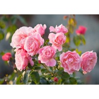 Ruža záhonová - Rosa floribunda - ružová Co4L