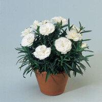 Dianthus Dinah ´White´ P12