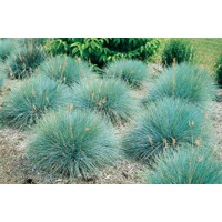 Festuca glauca P12