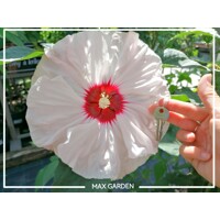 Ibištek bahenný - Hibiscus moscheutos ´Luna White´  Co5L