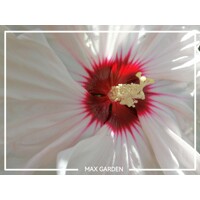 Ibištek bahenný - Hibiscus moscheutos ´Luna White´  Co5L