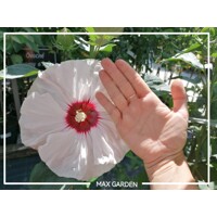 Ibištek bahenný - Hibiscus moscheutos ´Luna White´  Co5L