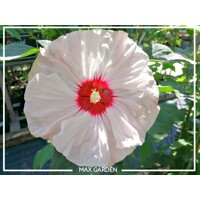 Ibištek bahenný - Hibiscus moscheutos ´Luna White´  Co5L