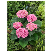 Hortenzia kalinolistá - Hydrangea macrophylla 'Xian' Co5L  40/50