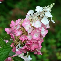 Hortenzia metlinatá - Hydrangea paniculata 'Pink Lady'  Co2L
