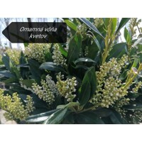 Vavrínovec lekársky - Prunus laurocerasus Otto Luyken Co3L 30/40
