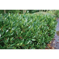 Vavrínovec lekársky - Prunus laurocerasus Otto Luyken Co3L 30/40