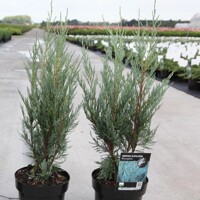 Borievka - Juniperus scopulorum ´Moonglow´ Co2L 40/60
