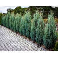 Borievka - Juniperus scopulorum ´Moonglow´ Co2L 40/60