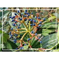 Kalina Dávidova - Viburnum davidii  Co5L