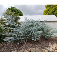 Eukalyptus - Eucalyptus pulverulenta ´Baby Blue´ P14